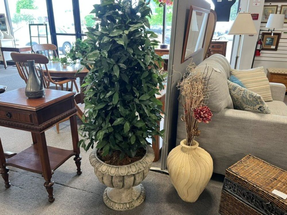 Ficus Faux $35