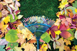 250×166—whats-growing-image—Rake-the-Town Rake the Town